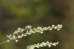 Bog smartweed